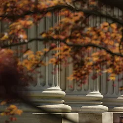 Leaves and pillars 